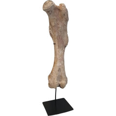 Bronthotherium megaceratops Femur Säugetier Fossil Fossilien MASD235