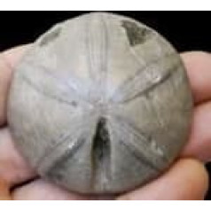 Clypeus mulleri Seeigel Fossil (Fossilien) OU283