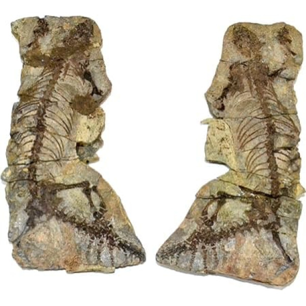 Barasaurus besairiei Reptil Fossil (Fossilien) BA35