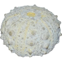 goniopygus durandi Seeigel Fossil (Fossilien) OUR1302