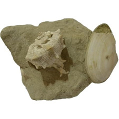 bolinus brandaris Gasteropod Fossil (Fossilien) GA180