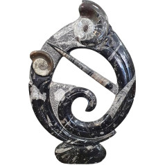 Orthoceras and Goniatite Round Sculptur Ammonite Fossil Fossils ORT42