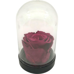 Genérico Ewige Rose, Violett, natürliche violette Rose, konserviert, ewige violette Rose, konservierte Rose, violett, hergestellt in Spanien.