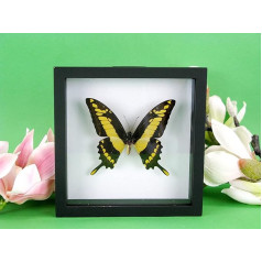 asiahouse24 A Real Exotic Prepared Butterfly in Picture Frame Wall Picture Display Case Entomology Taxidermy (King Swordtail Box)