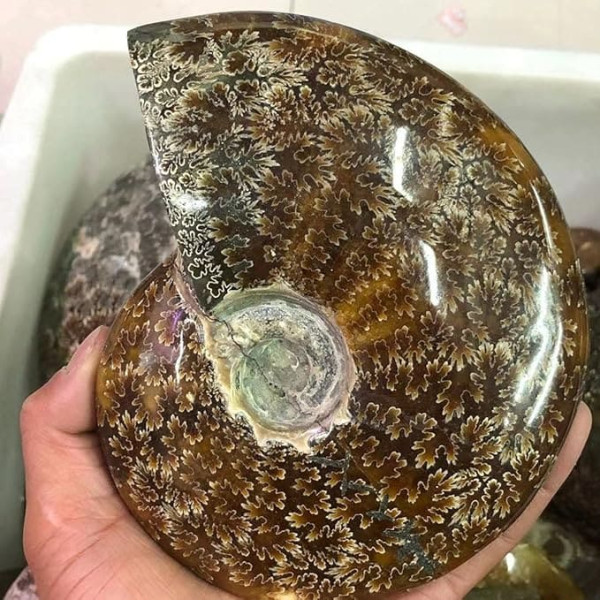 bayline Natürliche Jade-Schnecke, natürliches Fossil, nach Langer Zeit der natürlichen Formation Conch Shell (Size : 800-1000g)