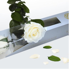 Eternal Rose, Preserved Flowers, Natural Red Rose with Stem, 35 cm, Gift for Women, Ideas for Sant Jordy, Mother's Day and Birthday, Bouquets and Romantic Details (Pearl White)