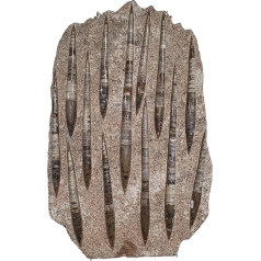 Orthoceras Giant Plate Ammonit Fossil (Fossilien) ORT14