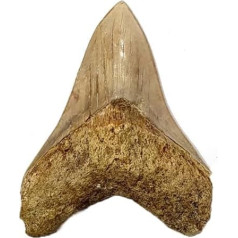 Otodus Megalodon (Carcharodon Megalodon - Megaselachus) Indonesien 11,3 cm Fossil (Fossilien) REIN01
