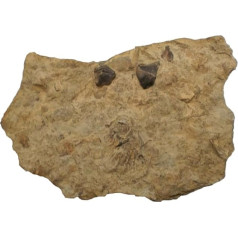 Rhyncolites hirondu Ammonit Fossil (Fossilien) AM604