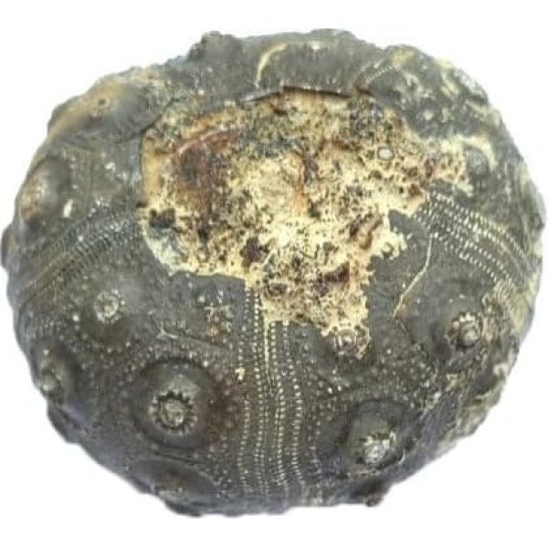 dickisicidaris turbeti Seeigel Fossil (Fossilien) TYP10