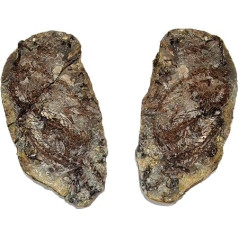 Barasaurus besairiei Reptil Fossil (Fossilien) BA64