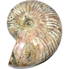 cleoniceras besairei Ammonit Fossil (Fossilien) CL15