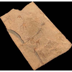 Stephanoura belgica Echinoderm Fossil (Fossilien) CR34