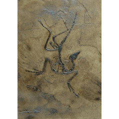 Replica of World Famous Ancient Bird Archaeopteryx in Museum Quality Fossils Print Replica Animal Animals Animal Fossils Bird