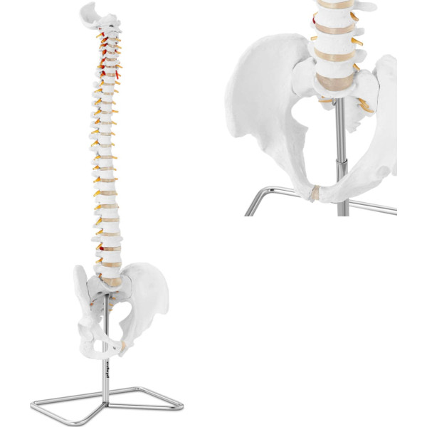 Cilvēka mugurkaula anatomiskais modelis ar vīriešu iegurni 76 cm