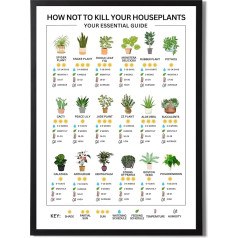 State Media Vision Indoor Plant Care Poster - Sunlight, Watering, Temperature, Feeding, Humidity - Various Sizes (A3 Print Only)