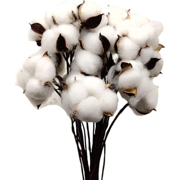 Pack of 30 Natural Colour Dried Cotton Balls White Cotton Branch Picks with Stick Perfect for Wreaths Home Gift Decorations in Country House Style