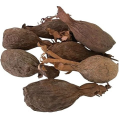 RMY Whole Maniguette, Chili Guinea (Paradise Seeds) Alligator Pepper or Alligator Pepper - Pack of 6