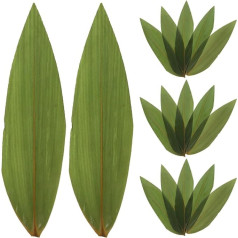 VICASKY Sushi Leaves Nori Banana Leaves Fresh Pack of 100 Japanese Decorative Sashimi Mats Green Bamboo Leaves Fresh Kitchen Ideal and Barbecue Dishes for Cooking