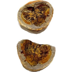 Bobasatrania mahavavica Fish Fossil (Fossilien) PMB7