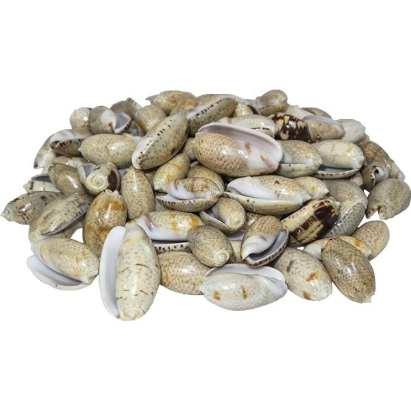 U.S. Shells Olive