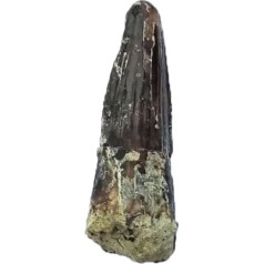 Suchomimus sp. (Zahn) Dinosaurier Fossil (Fossilien) SU2