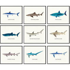 97 Decor Whale Shark Poster - Shark Decoration for Boys Room, Sea Life, Shark Pictures, Wall Art, Vintage Sharks, Knowledge Prints, Sea Creature, Nursery Decoration (20.3 x 25.4 cm, Unframed)
